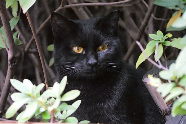 アンジュをいつも見ている黒仔猫