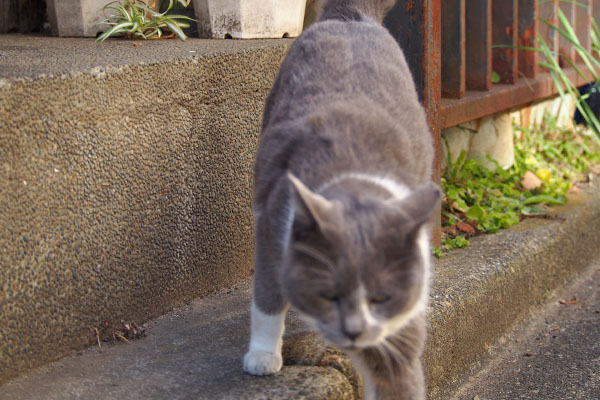 ぶちゃいくなお顔でごち