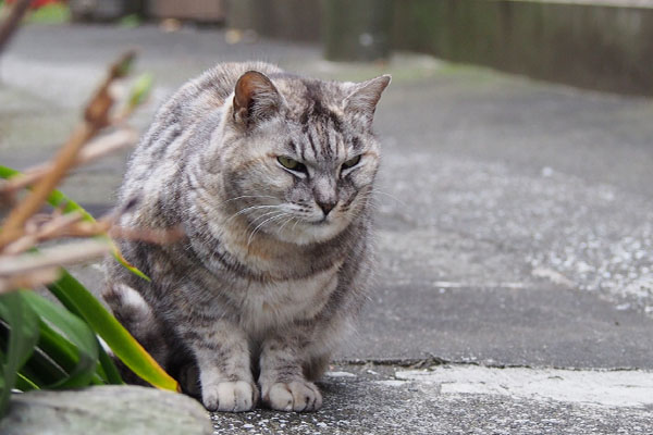 カイを見る銀