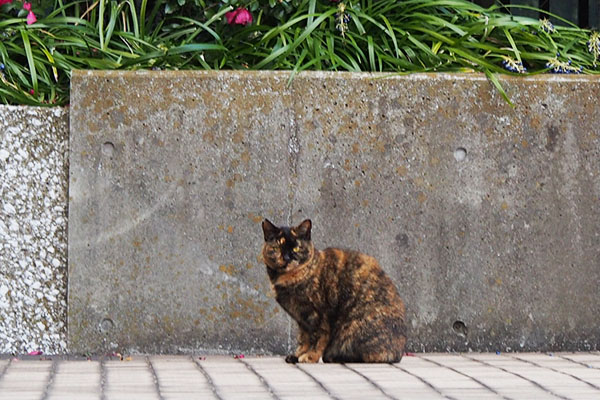 ラコ　あらと見る