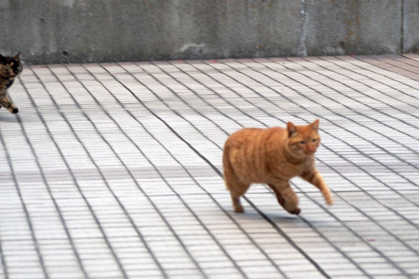 飛び出して来たアン少しラコ