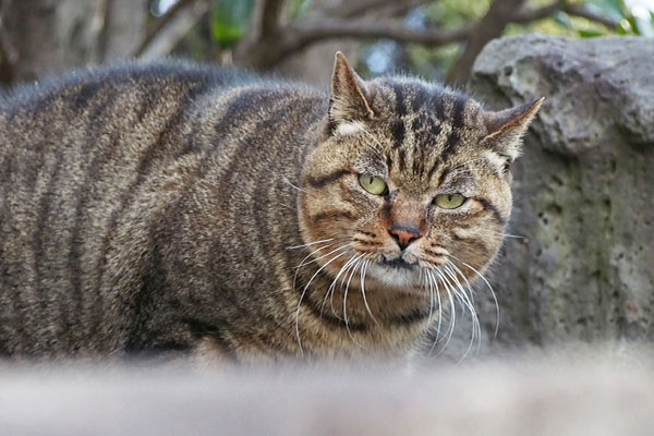 ボクファンといいます