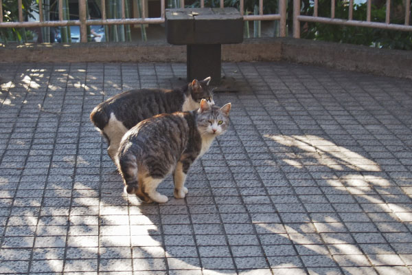 ２にゃんで誘導　クロムの右目