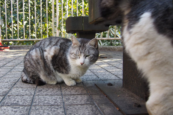 クロム　片目負傷か　タンタルのお尻