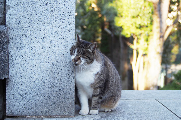 お顔スリスリ　雫　キジ白