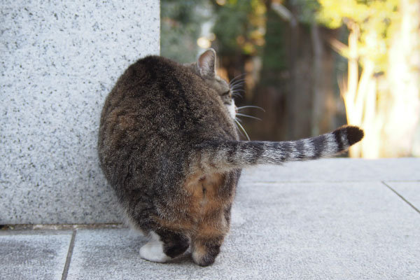 しっぽ右に　雫　猫のお尻