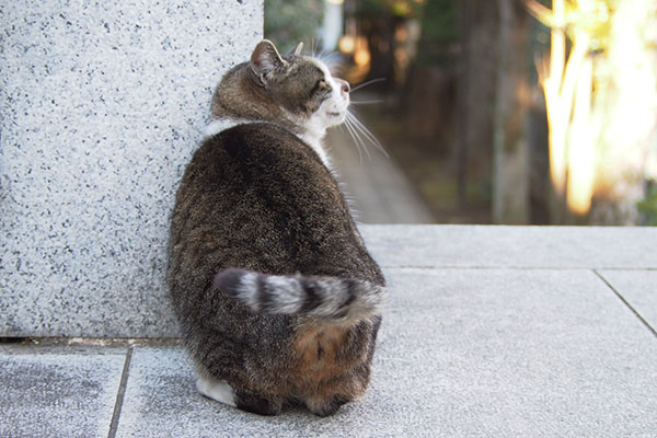 気持良さそうな顔　動くしっぽ