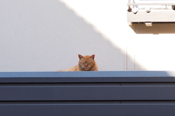 ナチャ　屋根の上