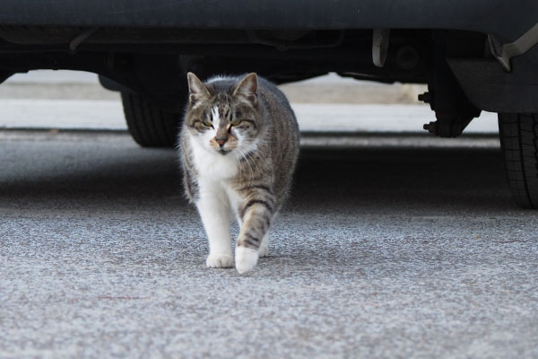 雫　本堂前駐車場に来た