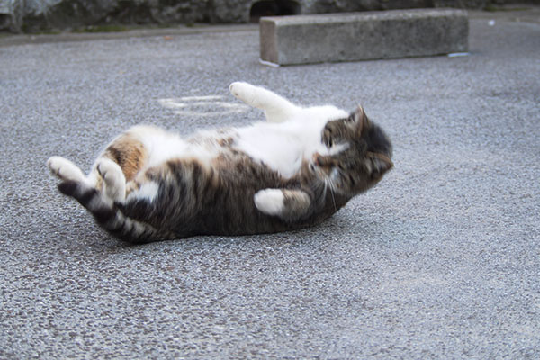 雫　迷いなく転がる