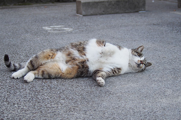 雫　しばし寝る