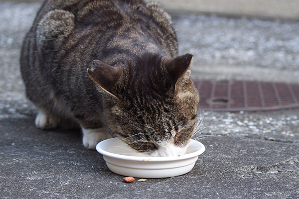 食べるカイ