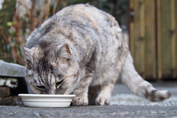 食べる銀