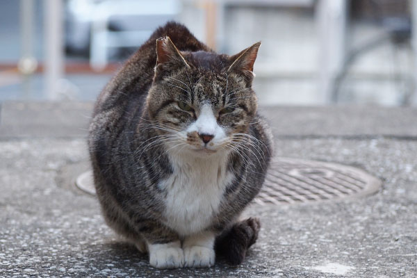 ちまっとカイ