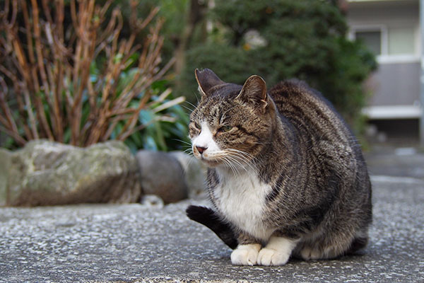 しっぽの先はいつも上げてカイ