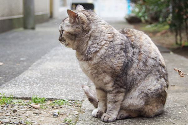 目を逸らす銀