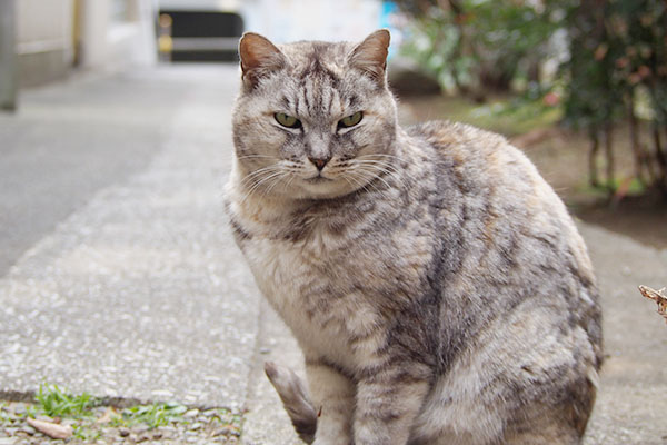 銀　優しい目付きに見える