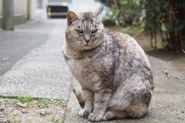 ジャンヌを見てる銀