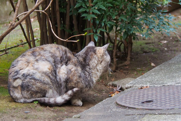 銀　ジャンヌを見てる後ろ姿