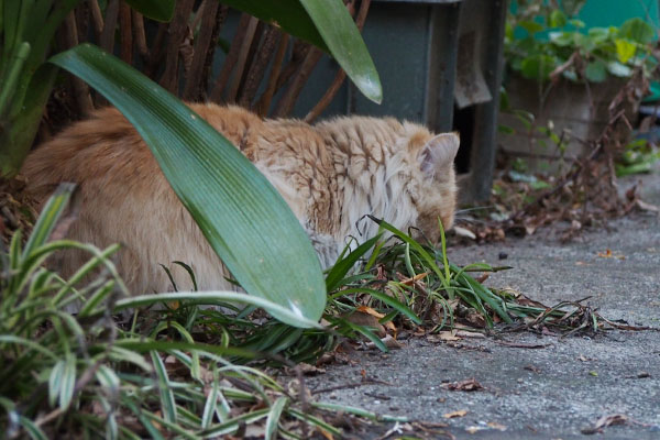 ジャンヌにちゅ～る投入