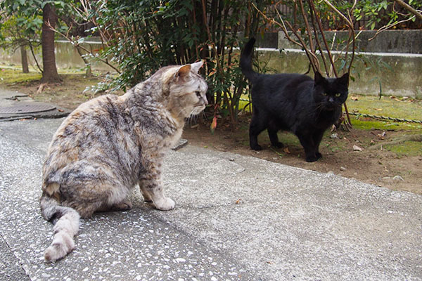 銀とアカシ　何気ない顔をしていたが