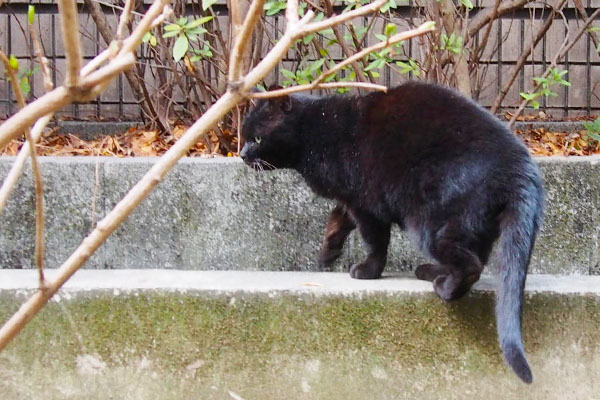 危険を察知し離れるアカシ