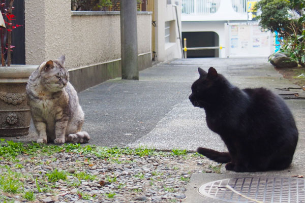 性懲りもなく銀の近くに座るアカシ