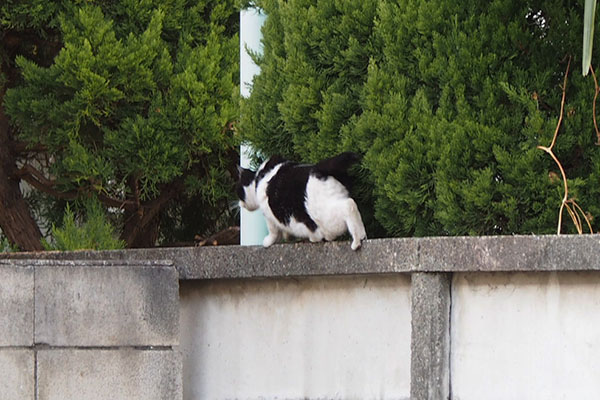 ニコル　下をくぐる