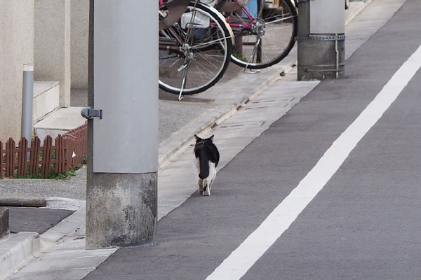 ニコル　まっすぐ工場へ