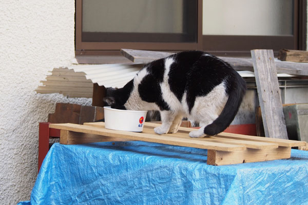 ニコル　フード発見すぐ食す