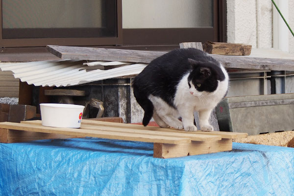 ニコル　松屋の容器を見てる