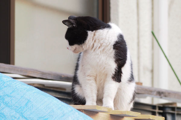 ニコル　座ってまた見てる