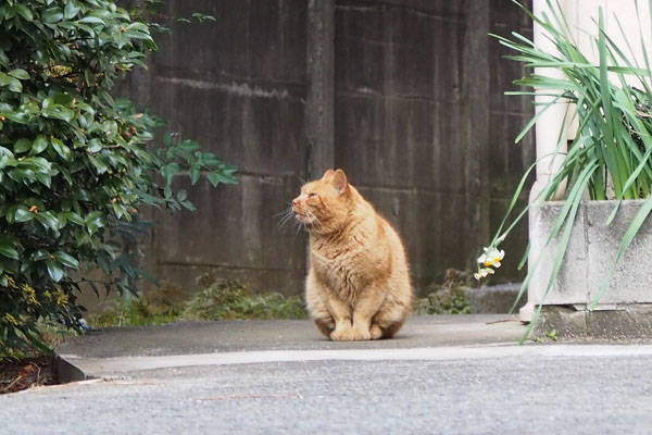 茶トラのナチャ　上見てる