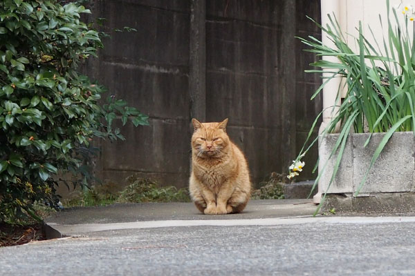 茶トラナチャ　こちらを見る