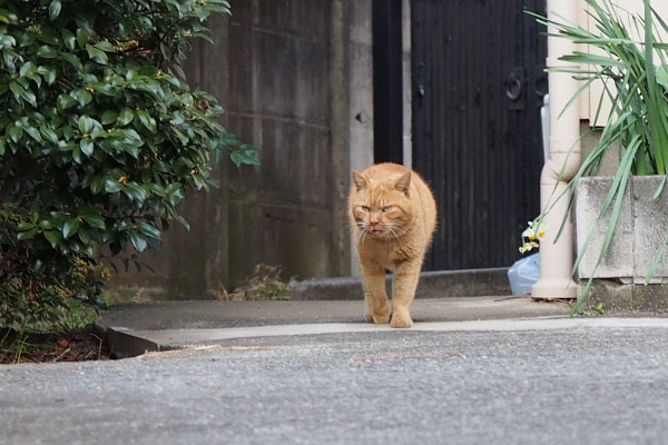 ナチャ　歩き出す