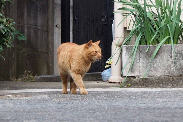 右を向くナチャ