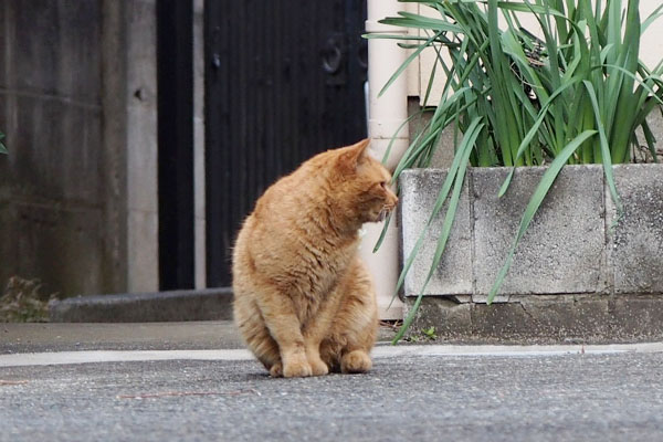 ナチャ　座って右をまた見る