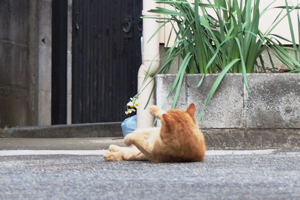 ナチャ　突然横になる