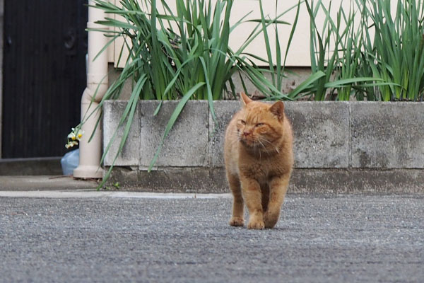 ナチャ　視線をはずし左見る