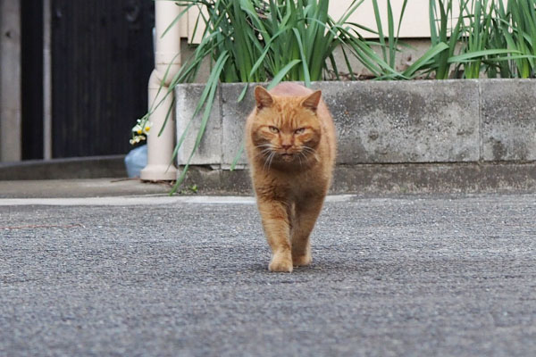 ナチャ　まっすぐ来る