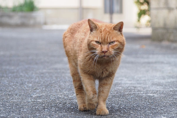 ナチャ　来た