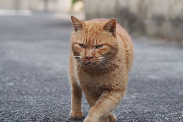 ナチャ　横をすり抜ける