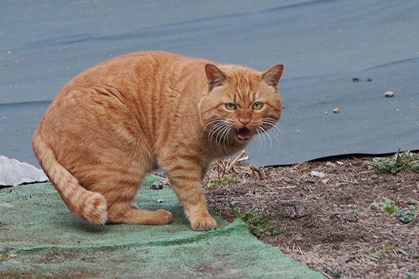 トト　激しい挨拶