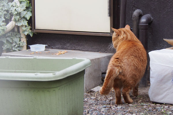 トト　食卓紹介