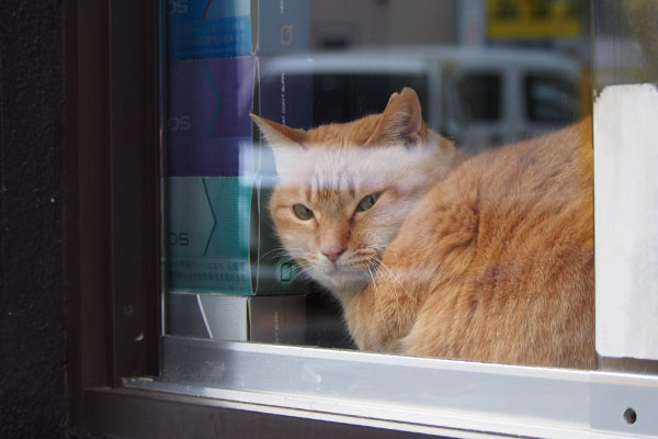 ひまわり　店先に座る