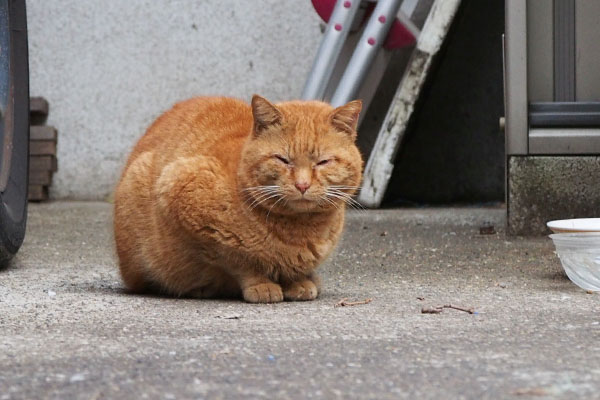 ジン　目が小さくありませんか