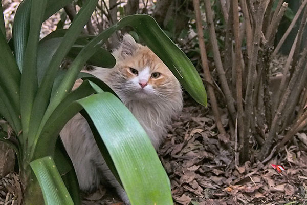 ジャンヌ　葉っぱの間から