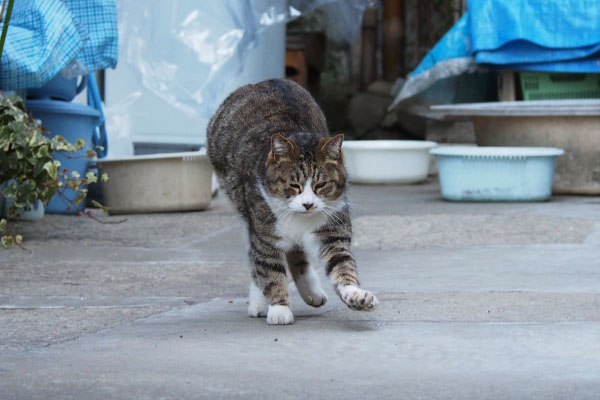 猫立て伸び終わりかけ　サーヤ