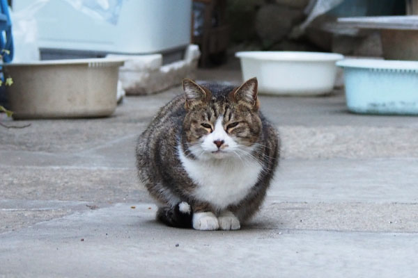 サーヤ　まるっと座る猫