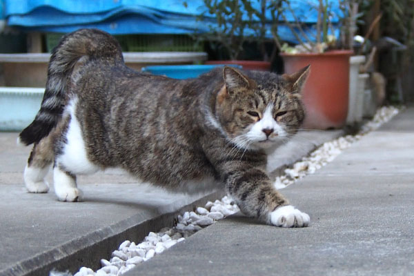 サーヤ　体を上しながら歩く猫